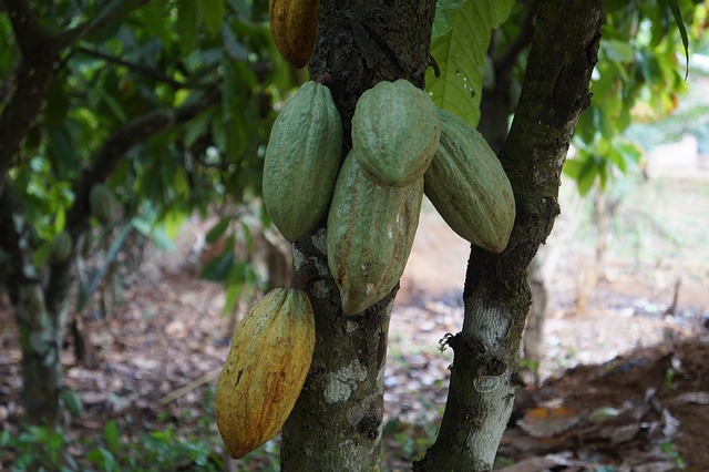 kakaovník a jeho plody
